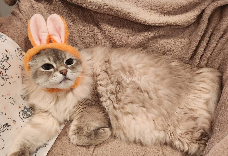 Melody - Hong's cat