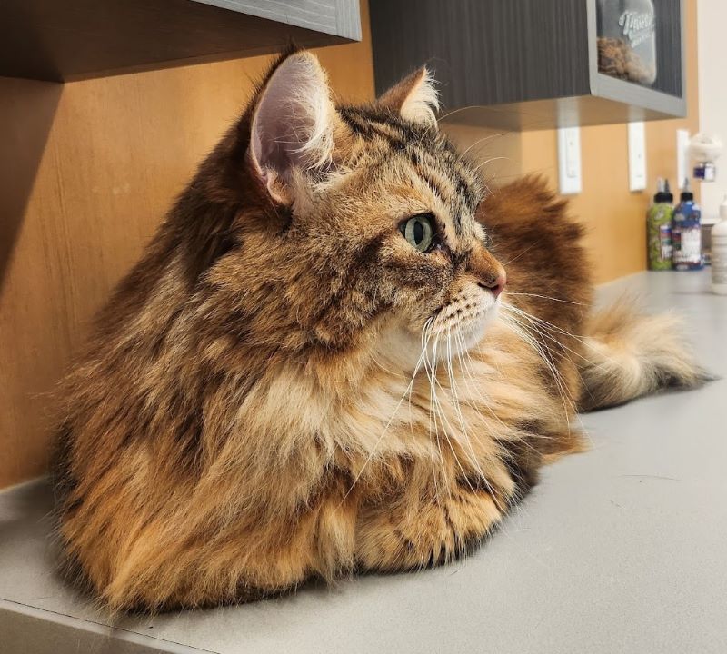 Otto - Hong's cat